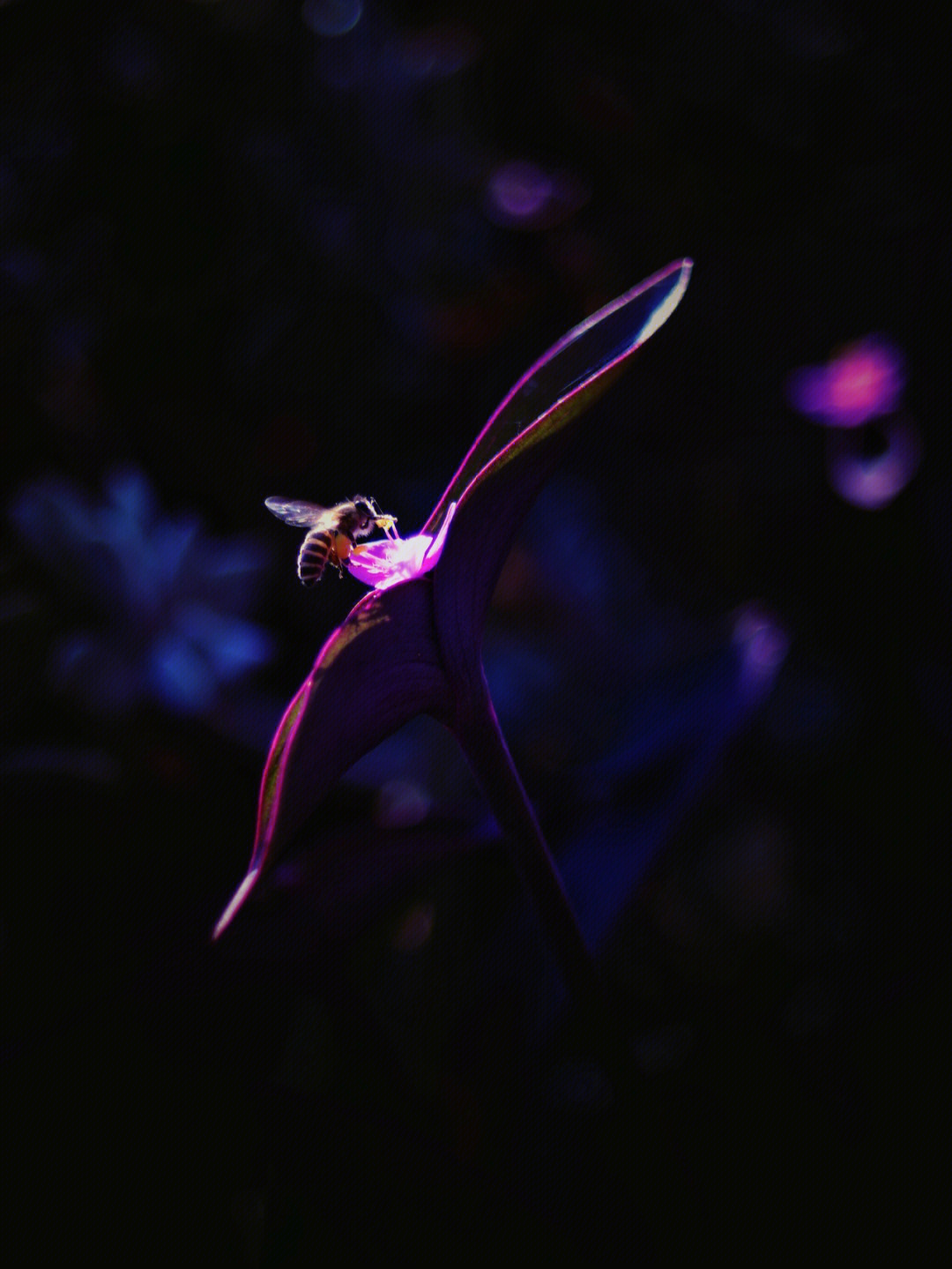 紫竹梅
