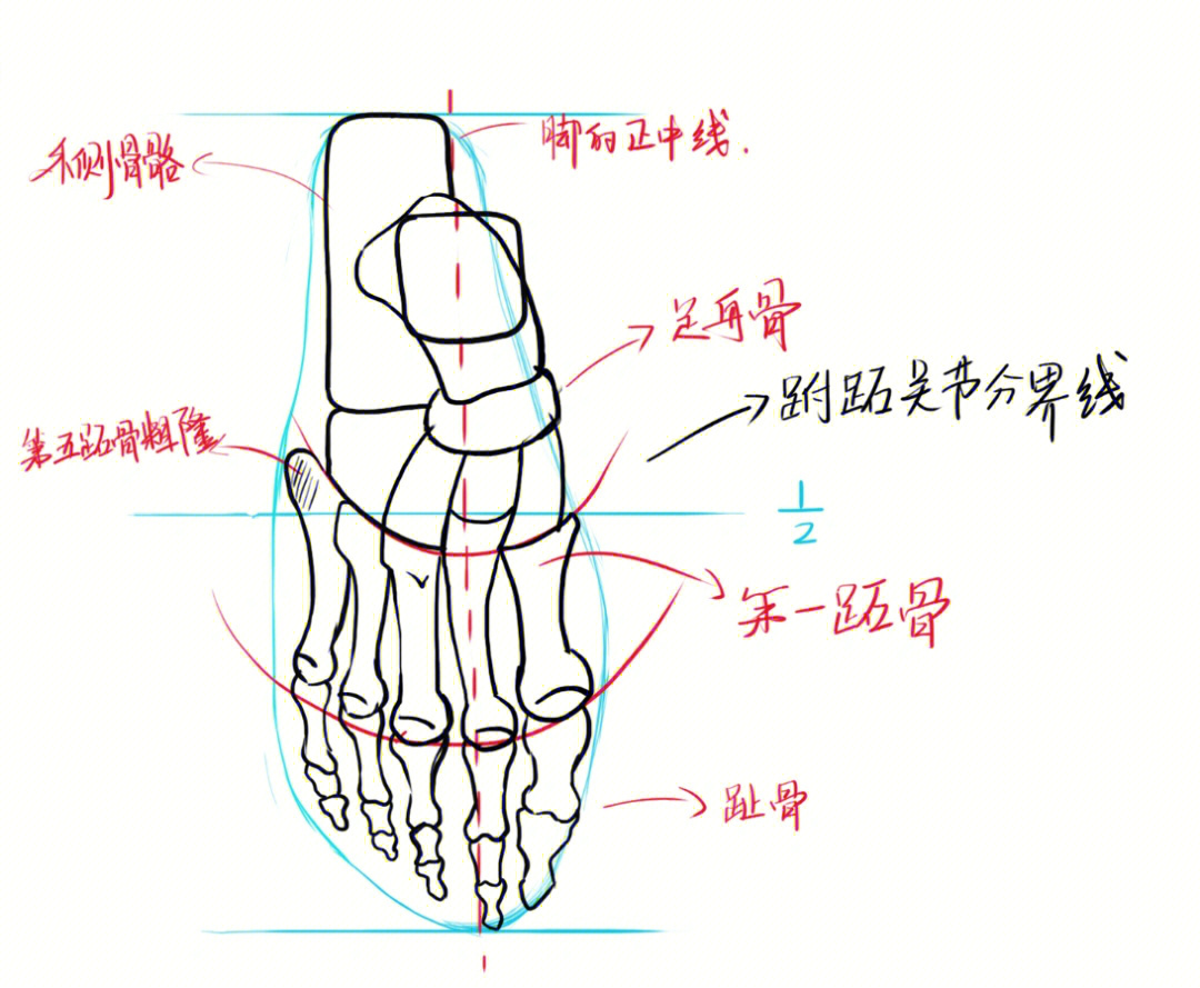 脚06的骨骼介绍及比例