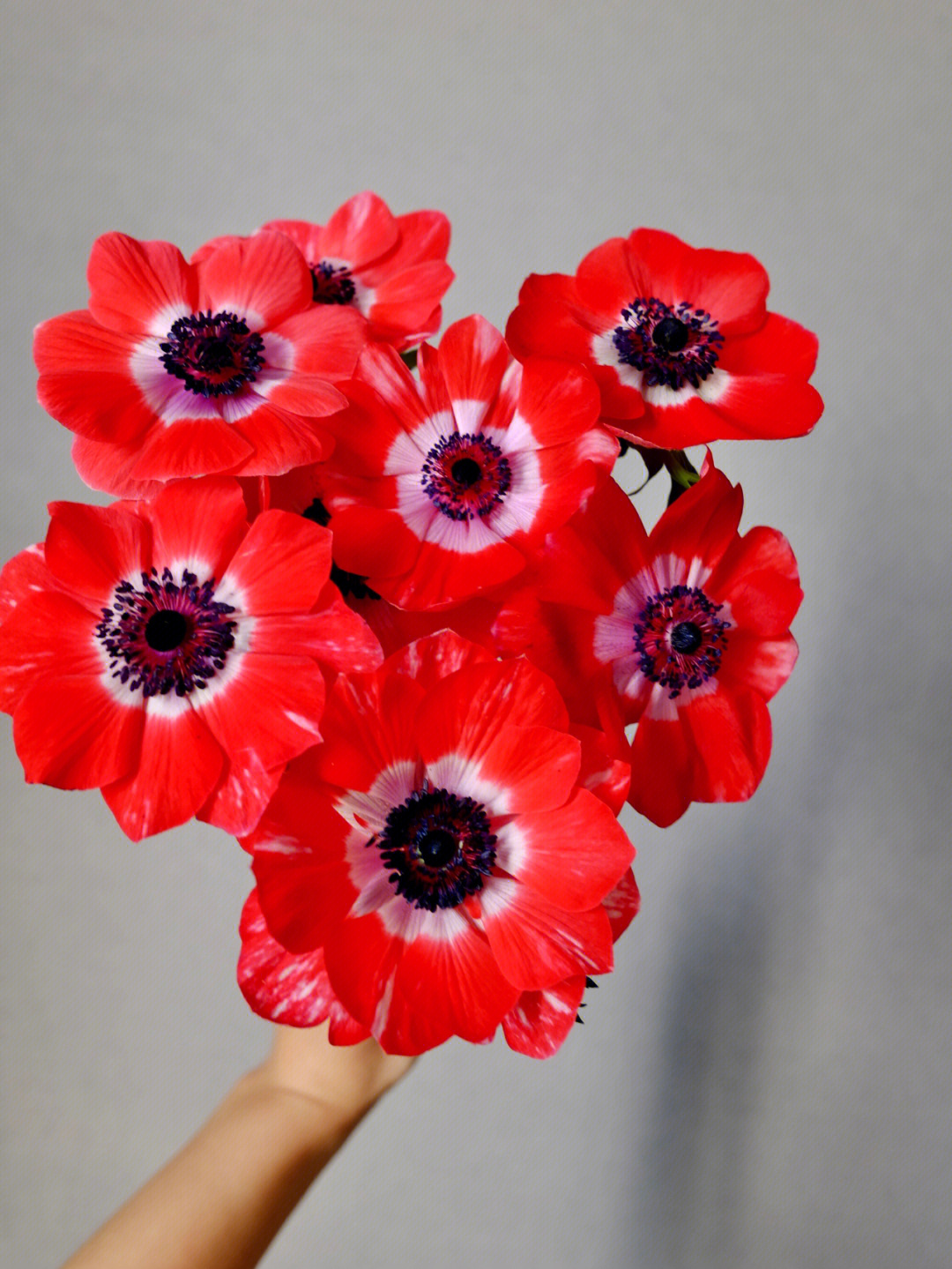 红色桔梗花的花语图片