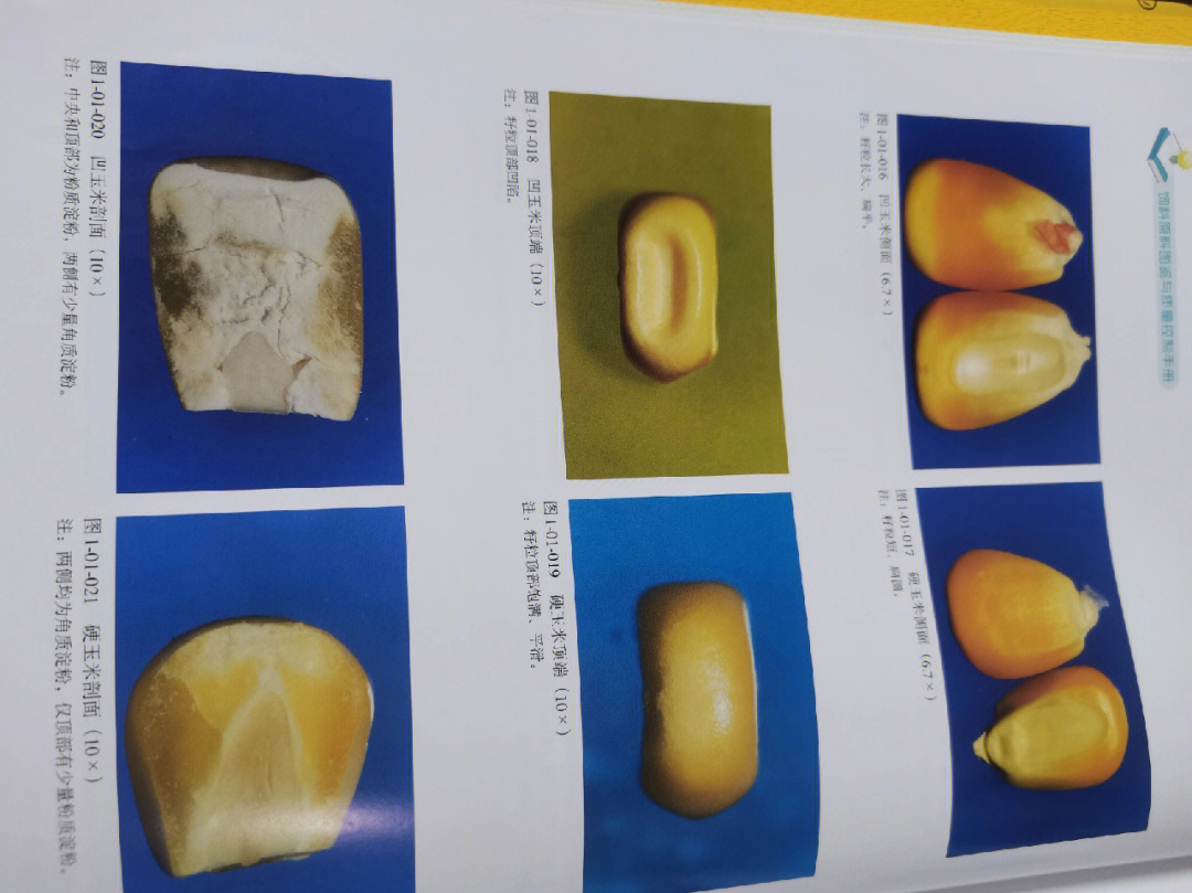 玉米籽粒横切面图片