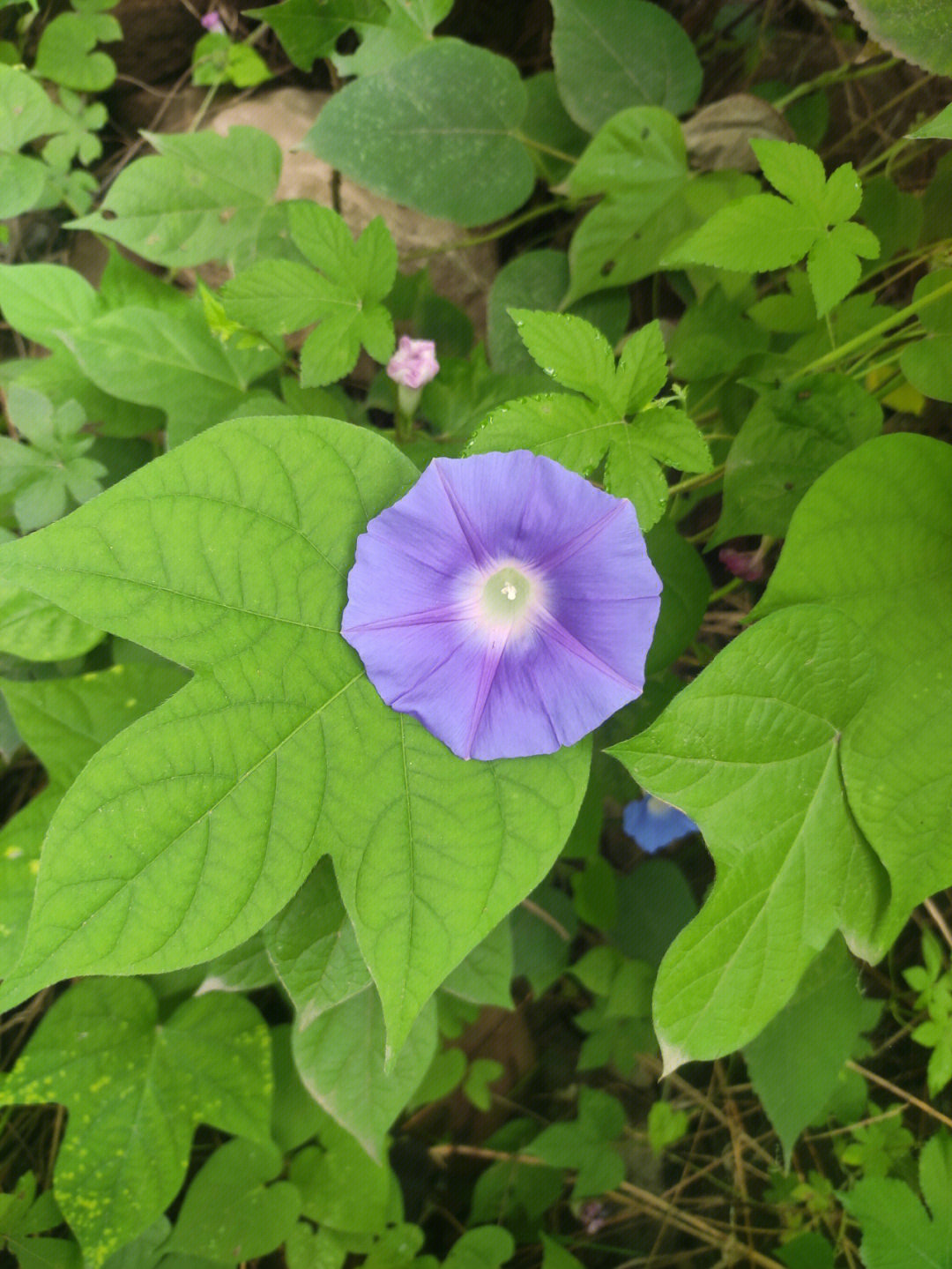 粉红色,蓝色,紫色,太漂亮了,图片体现不出来它颜色的美#植物#牵牛花