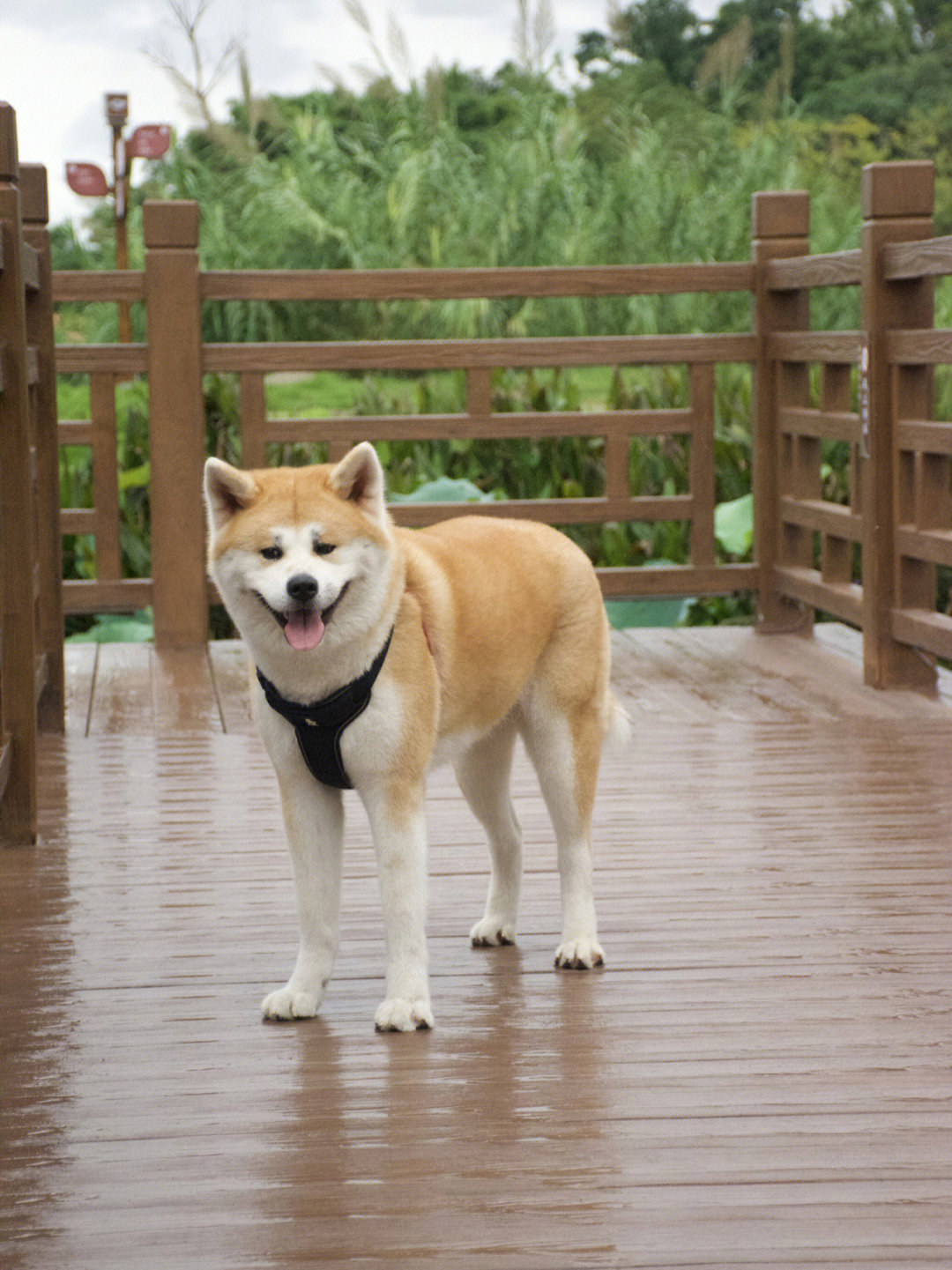 秋田犬刚出生的样子图片