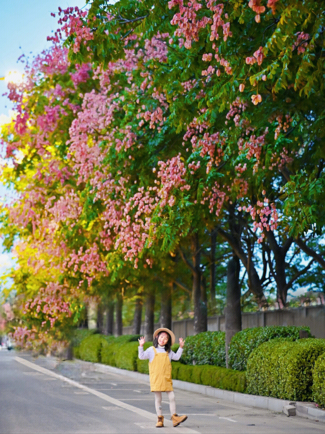青岛秋天的第一波浪漫60一树又一树栾树花开