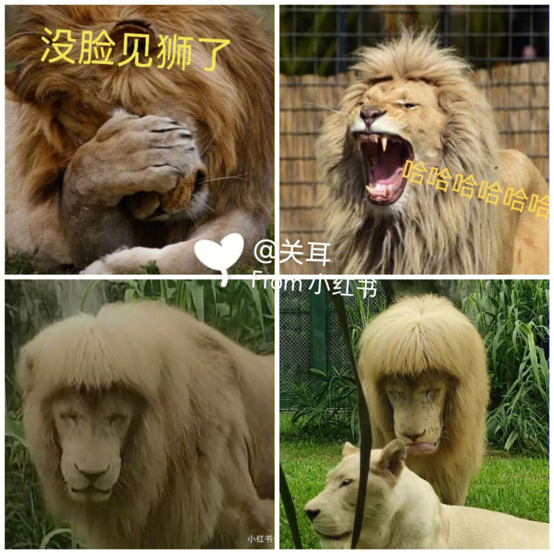 狮子剪发前后图片图片