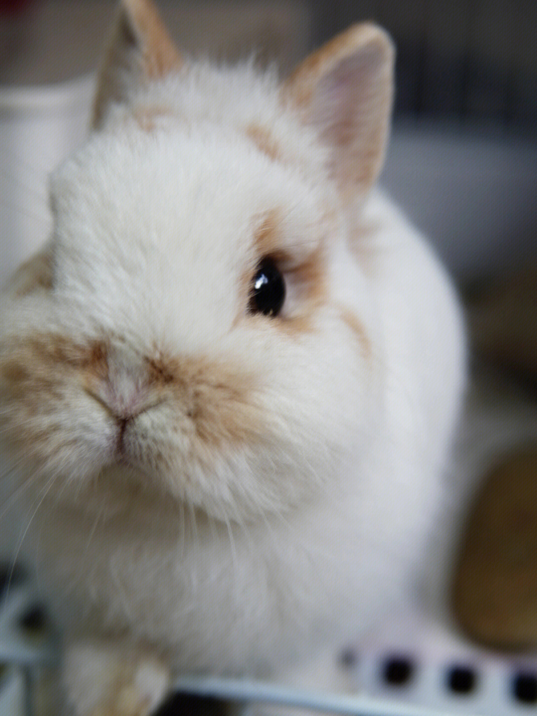 alva兔小白图片