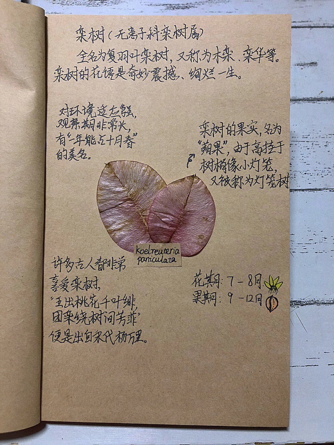 草本植物标本制作方法图片