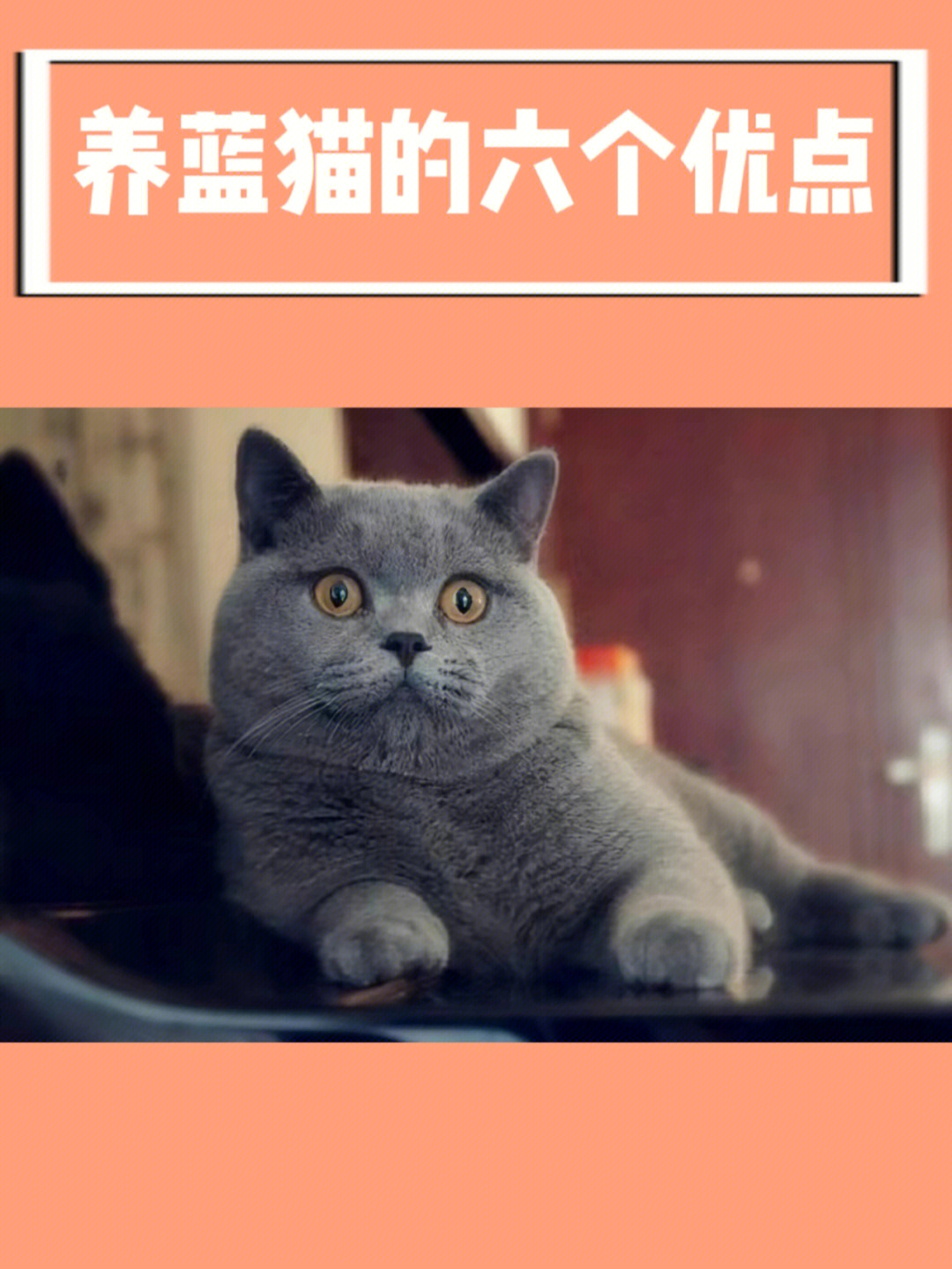 蓝猫寿命图片