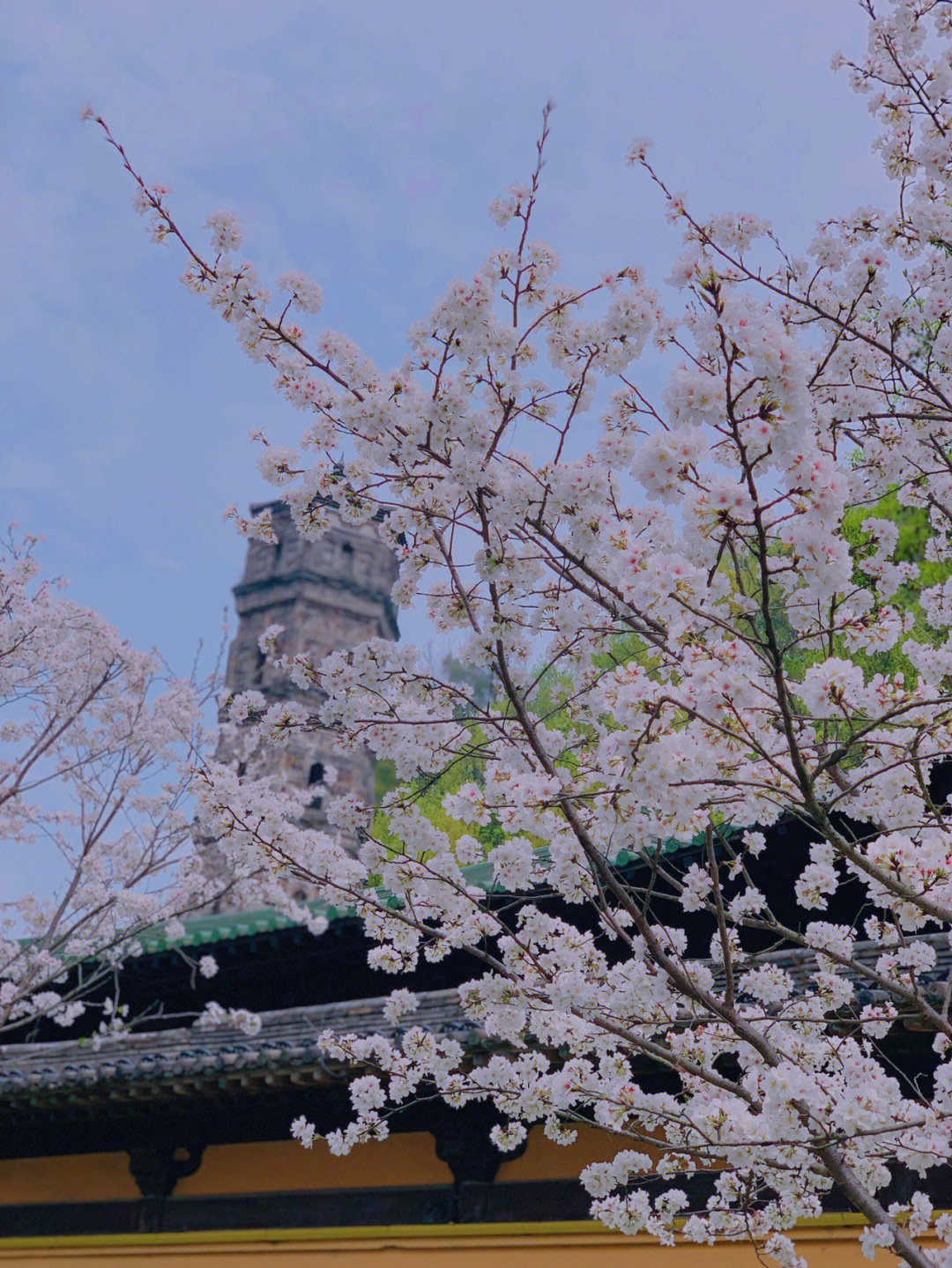 台州临海紫阳街的樱花都盛开了
