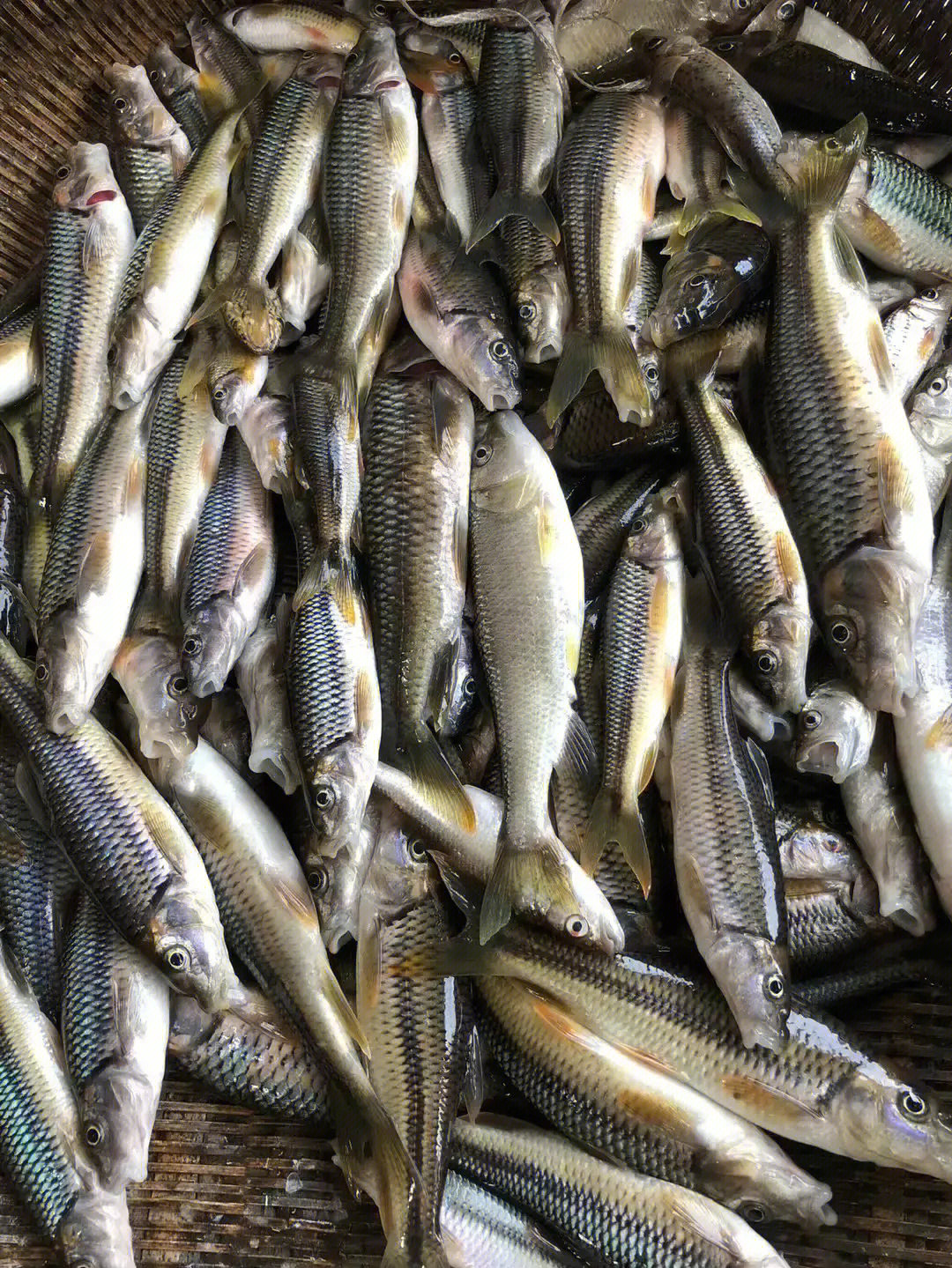 广东溪流鱼种类图片