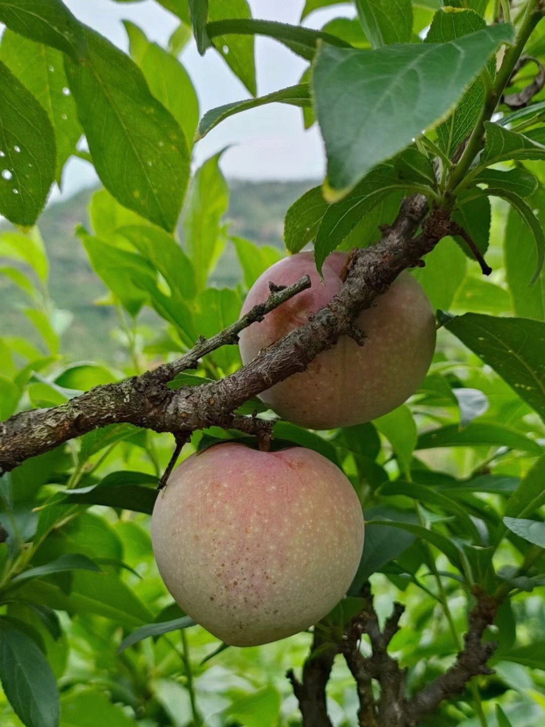 嵊州桃形李上市啦