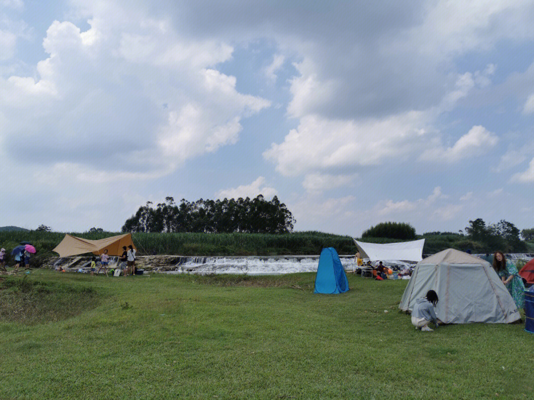 武鸣板杨图片