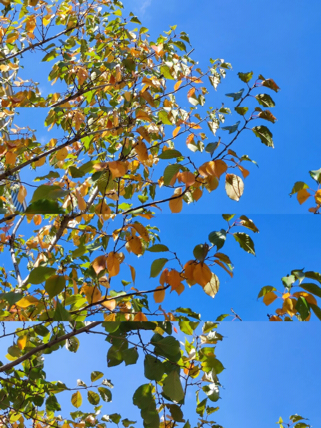 sorbusalnifolia水榆花楸