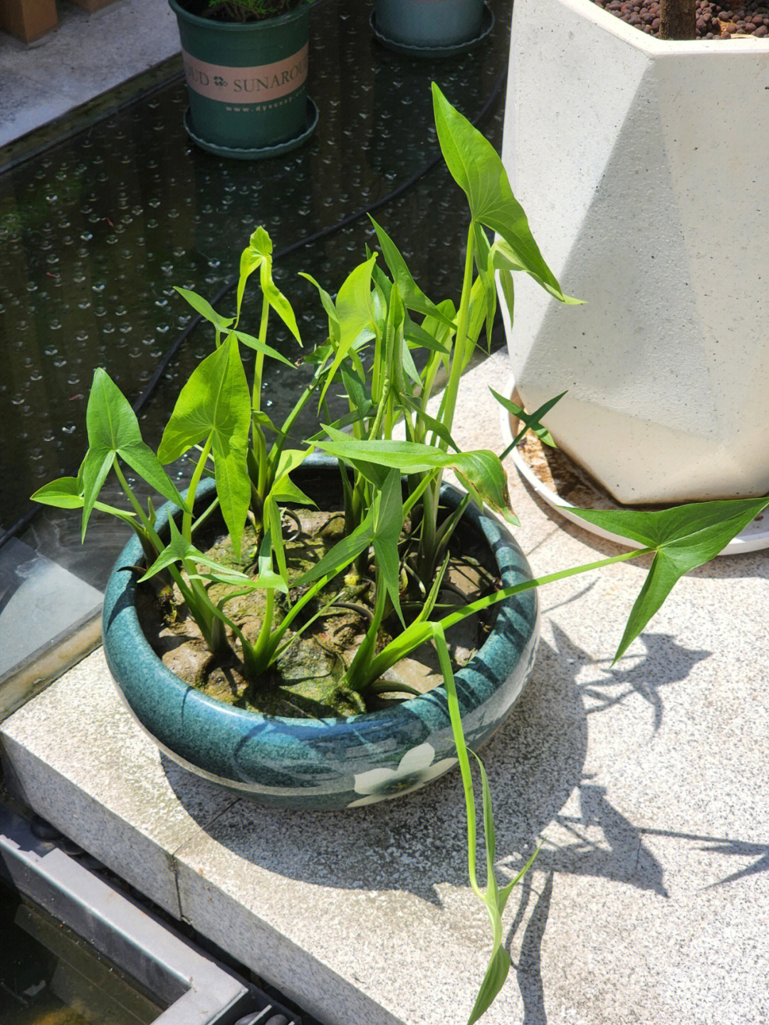 野山茨菇的生长环境图片