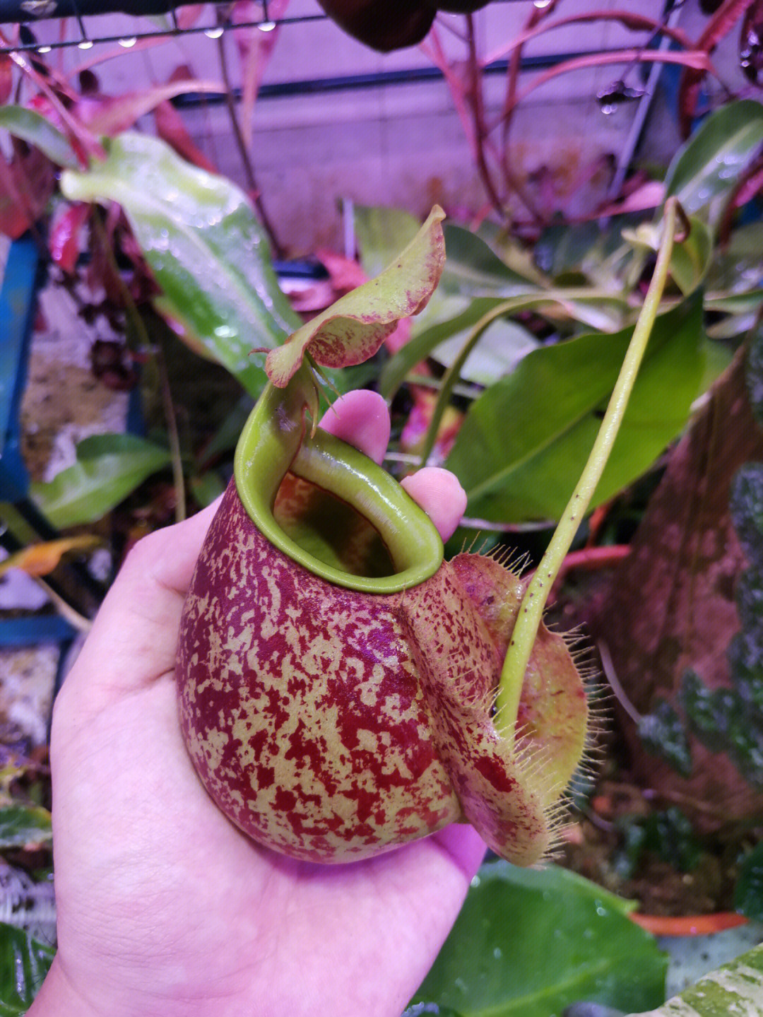 拳头那么大的笼子猪笼草食虫植物