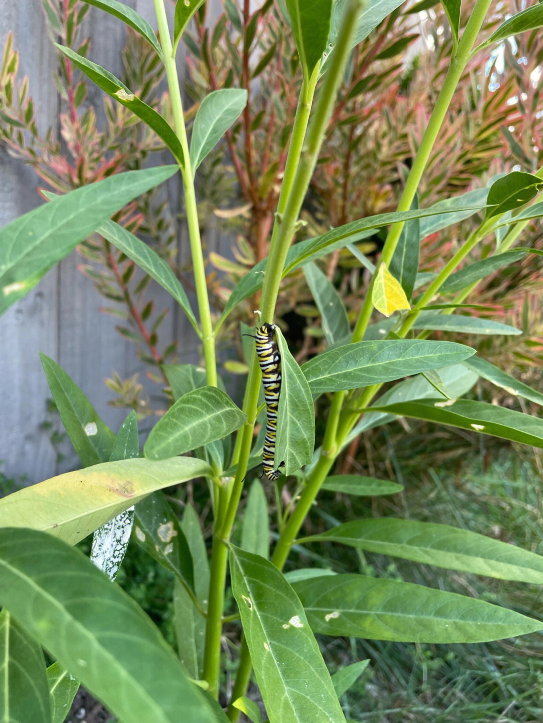 蝴蝶比好丑图片