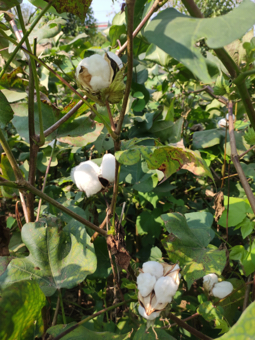 白花花软绵绵滴棉花花