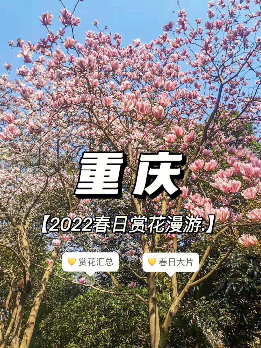 重庆旅游2022赏花指南39区看全