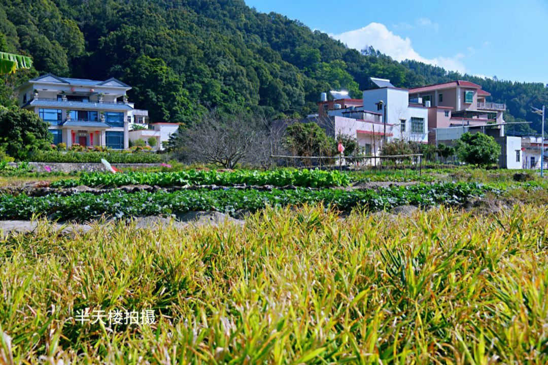 大溪车田村鸟语花香山水秀