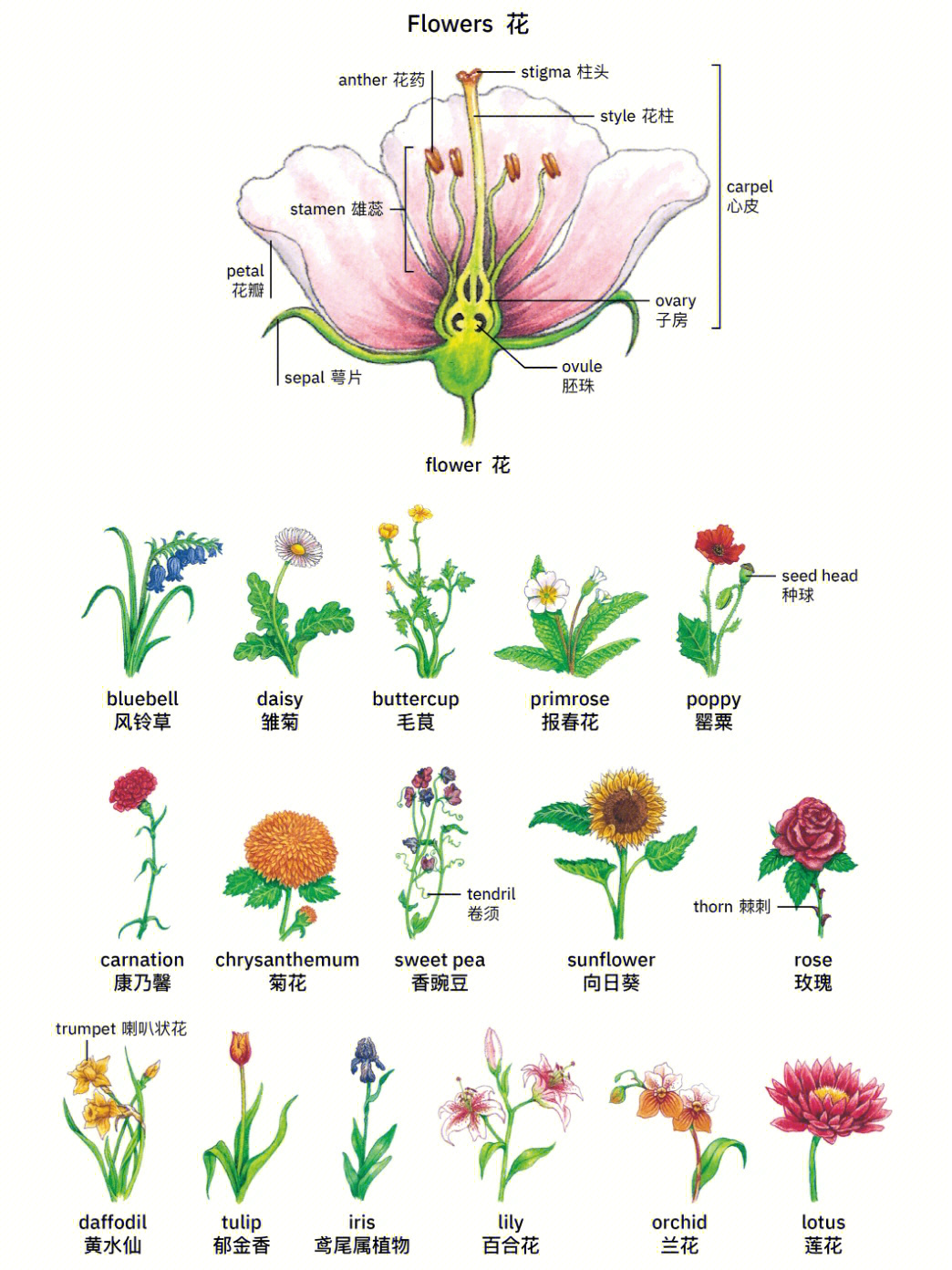 花茎是什么部位图片