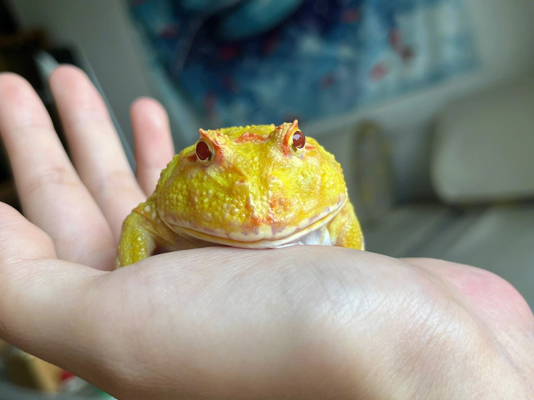 大眼的角蛙真的很可爱第二张有点