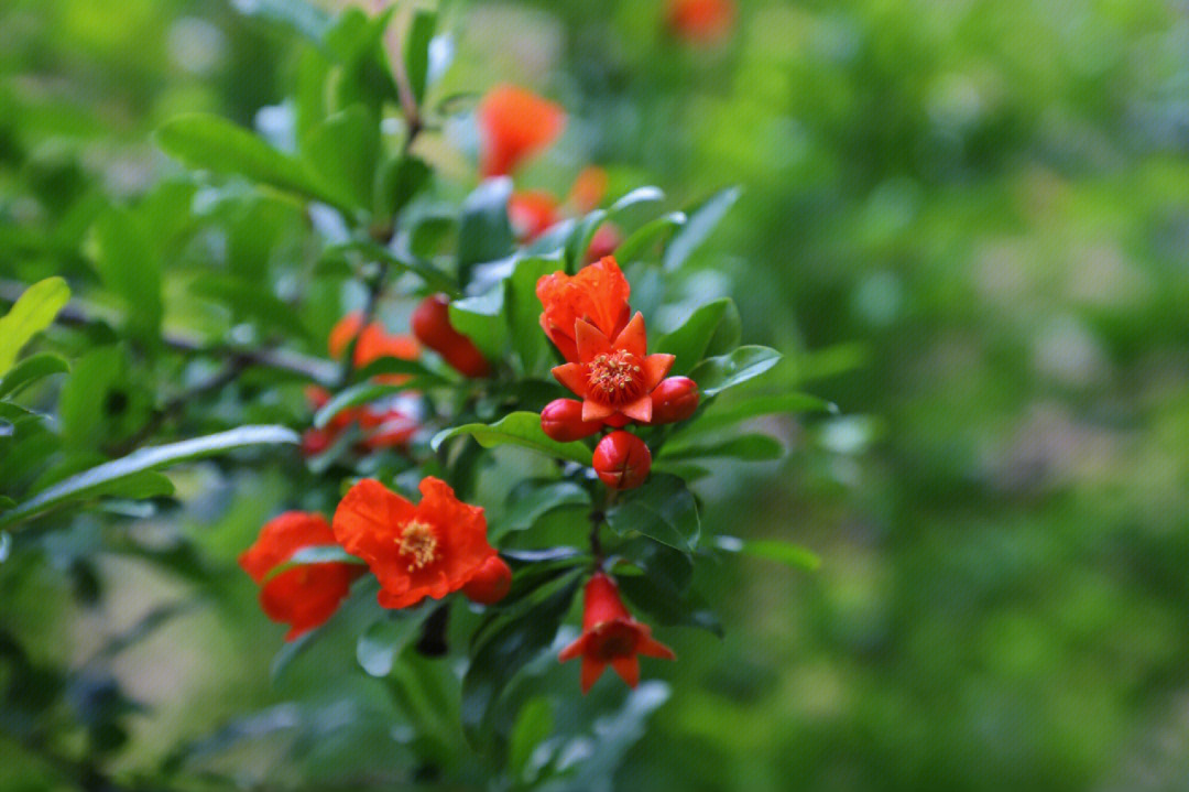 石榴树石榴花