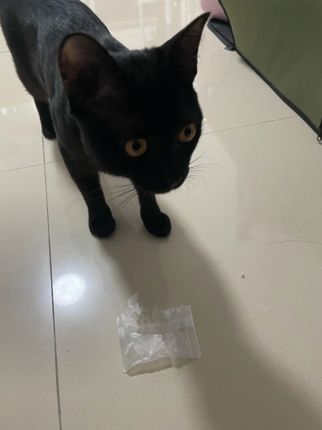 土匪猫猫图片图片