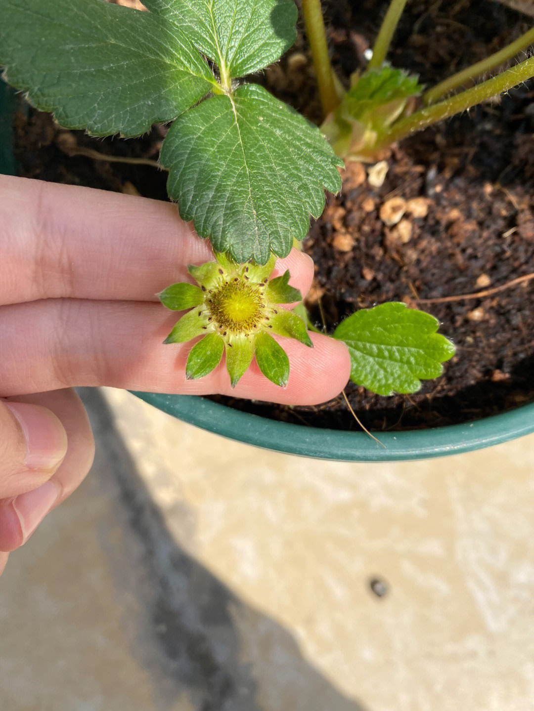 2阴雨天气过去了,终于把小草莓搬出来晒了,因为没有晒到太阳,花粉比较