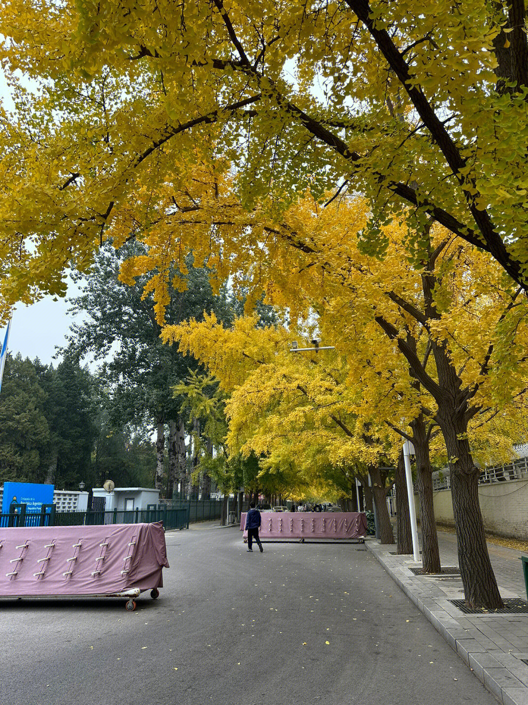 三里屯银杏树一条街图片