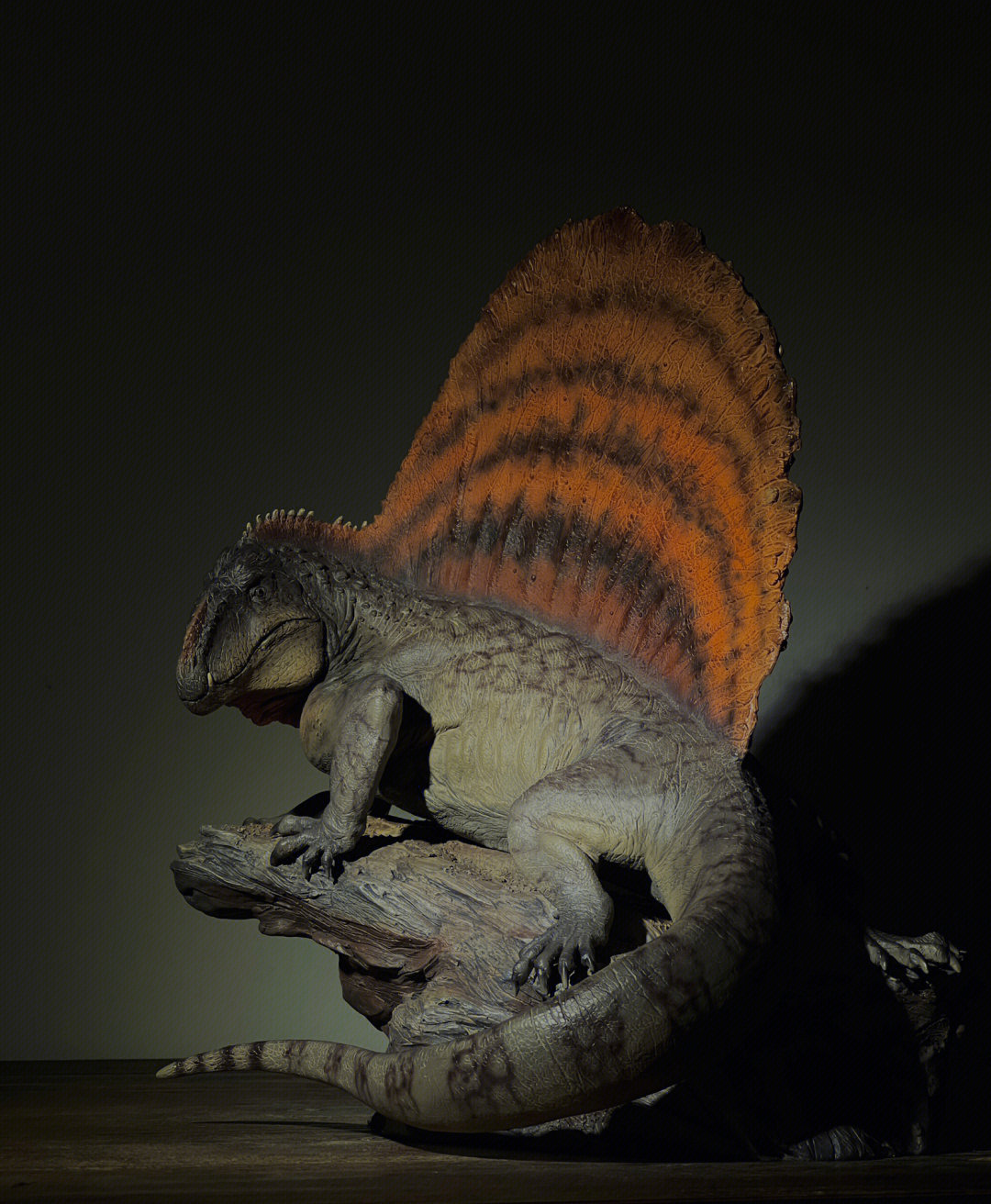对异齿龙这个物种一直有一种莫名的喜爱