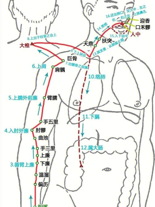 十五络脉示意图图片