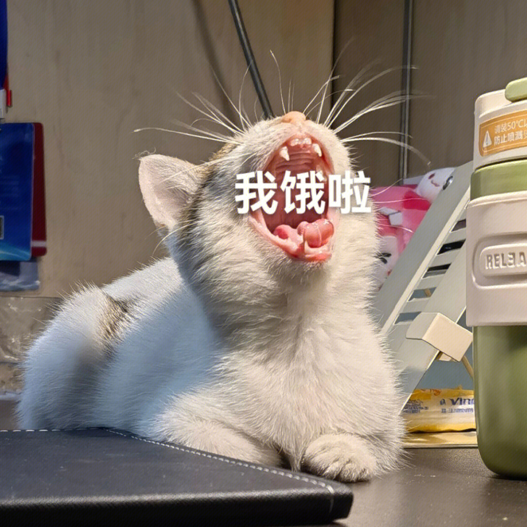 怪猫表情包图片