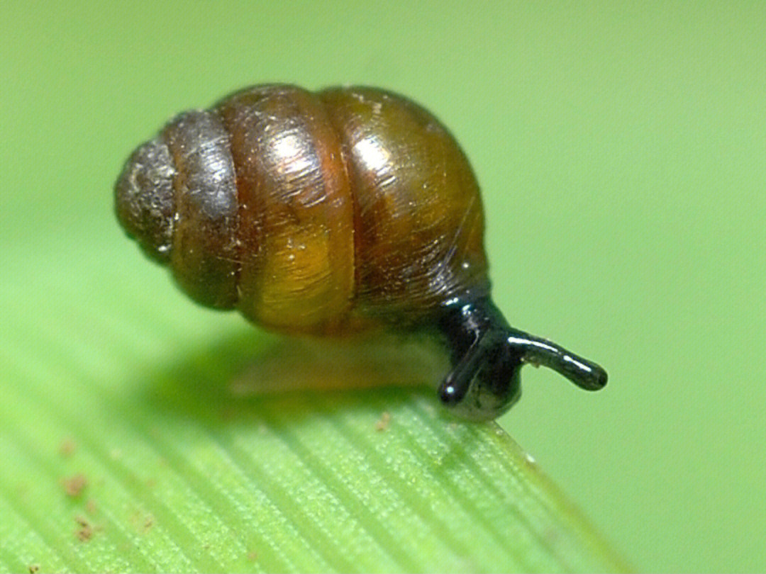 vertigomoulinsianadupuy1849蜗牛