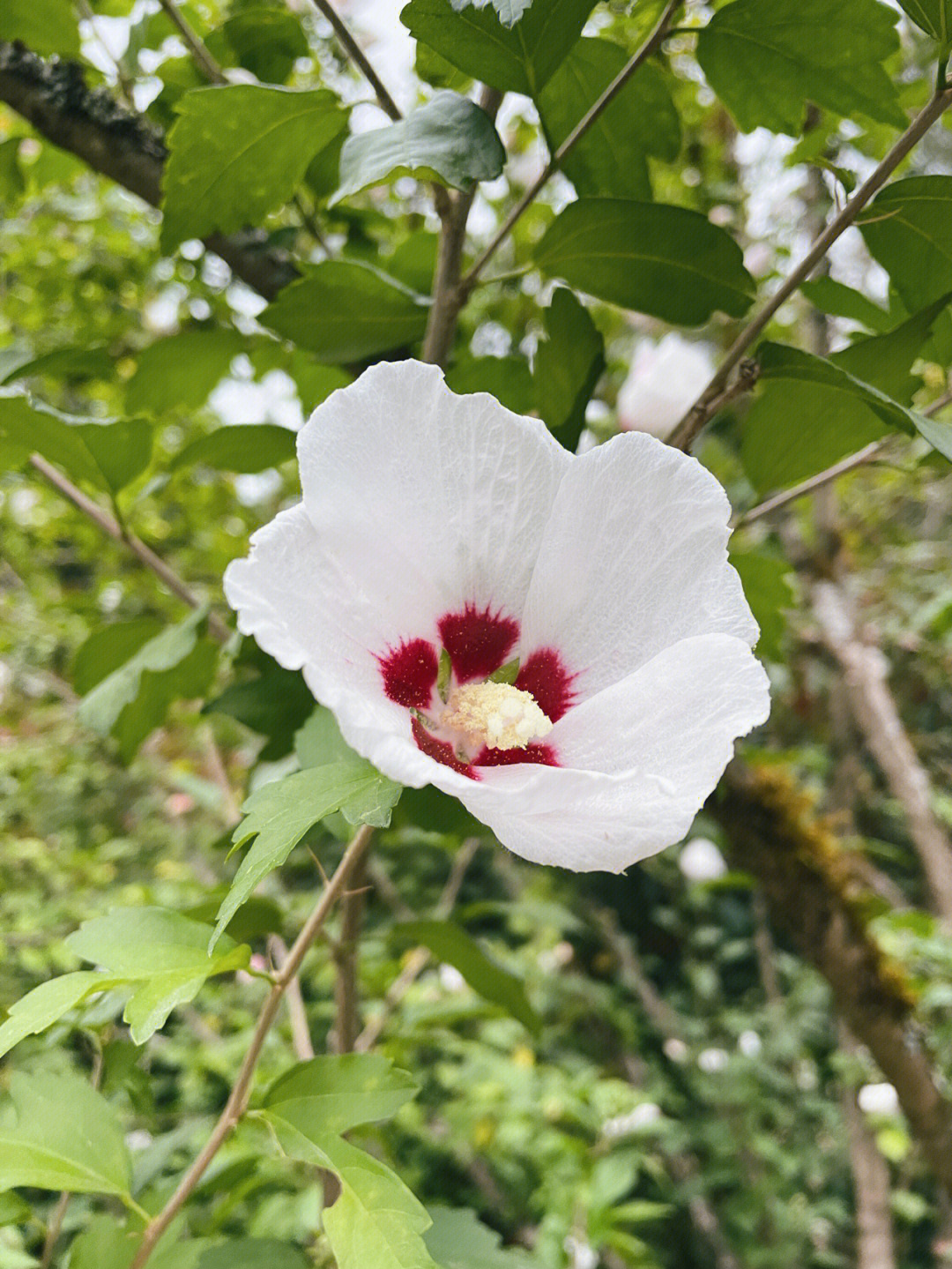 听说木槿花可以吃求问做法