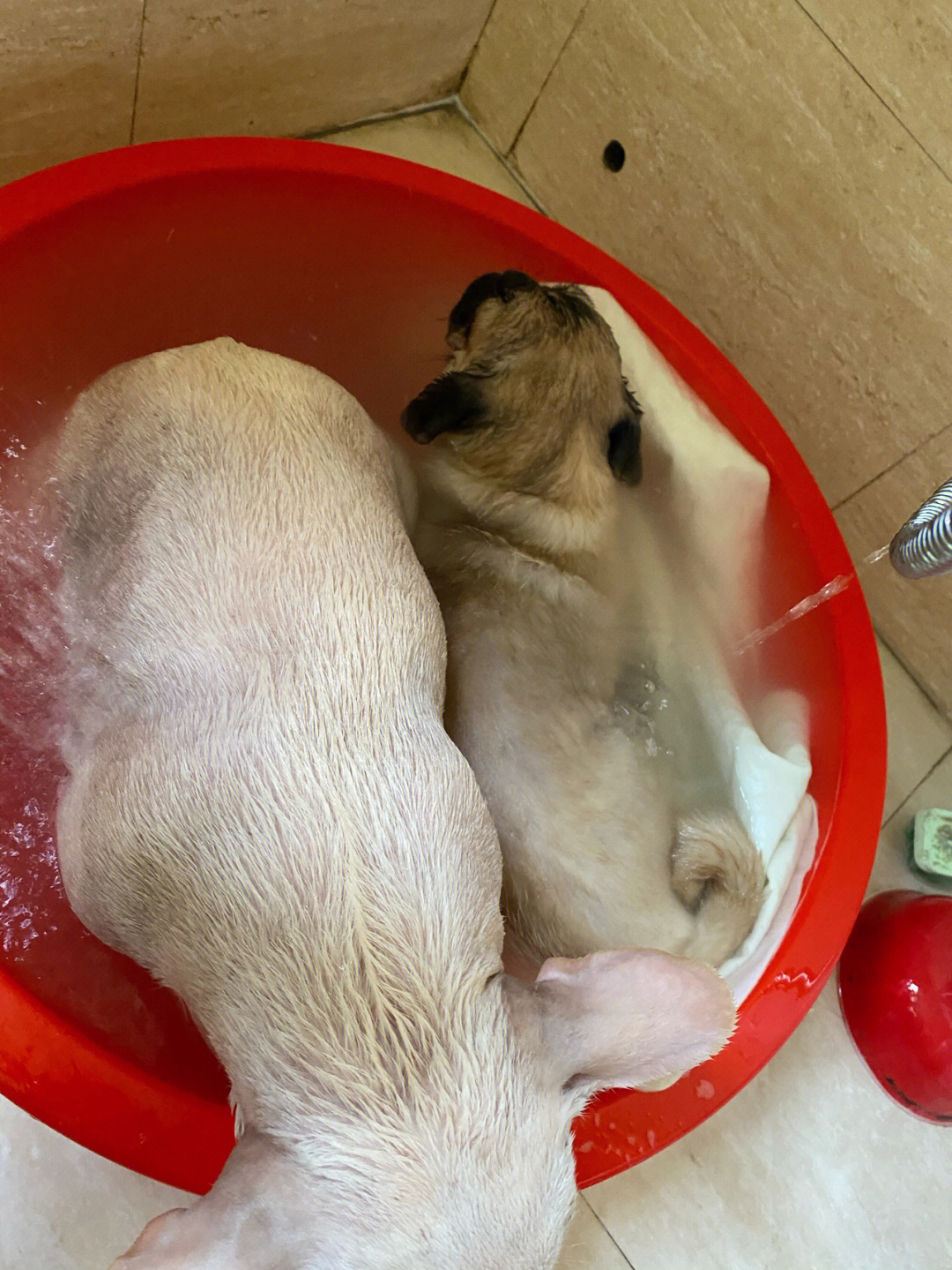 两只猪洗澡图片