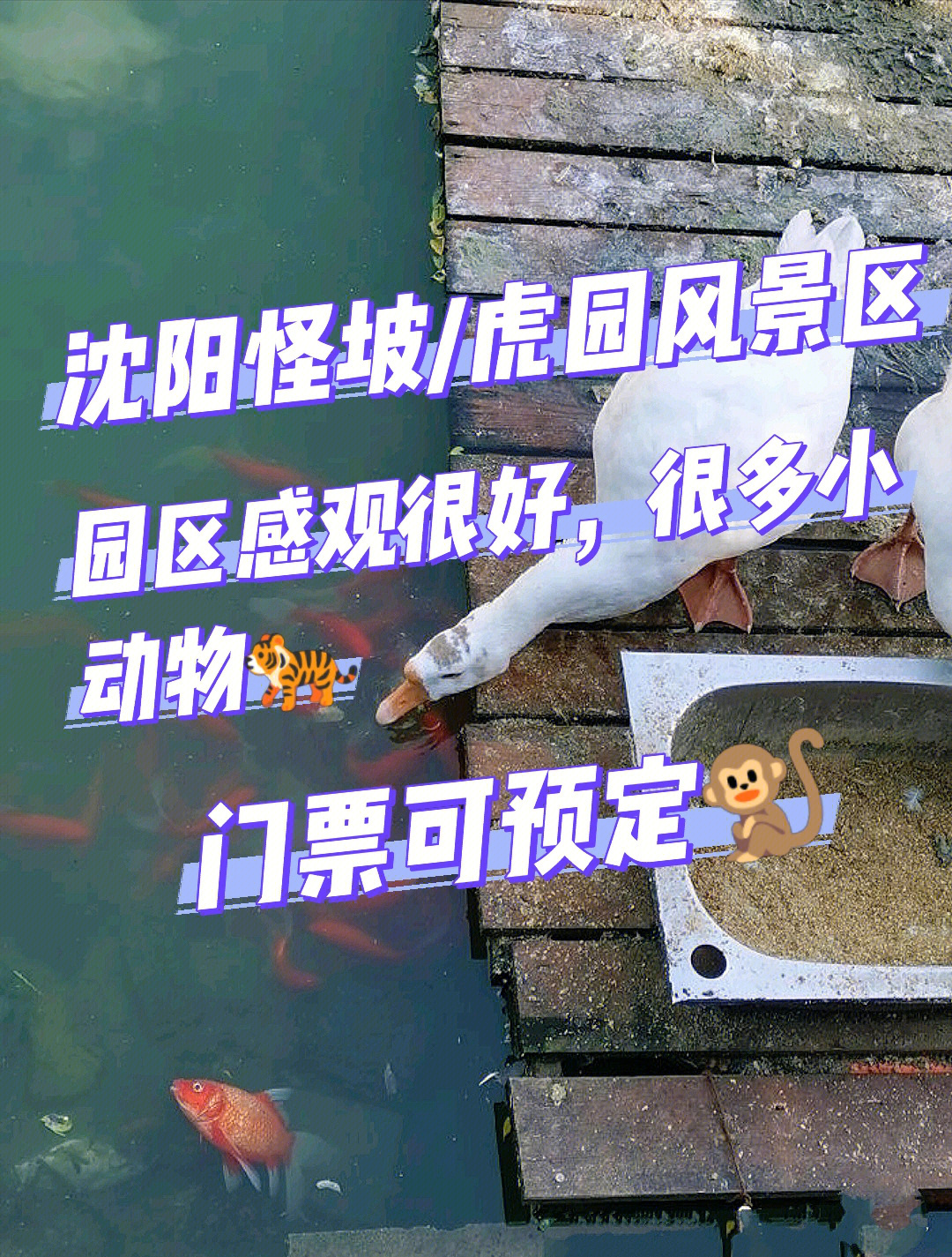 沈阳怪坡虎园简介图片