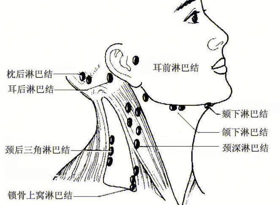 颈部淋巴结中央区图片