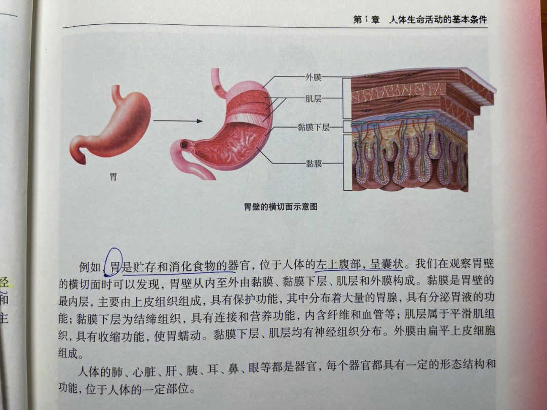 最清晰的胃结构图 免疫组化相关