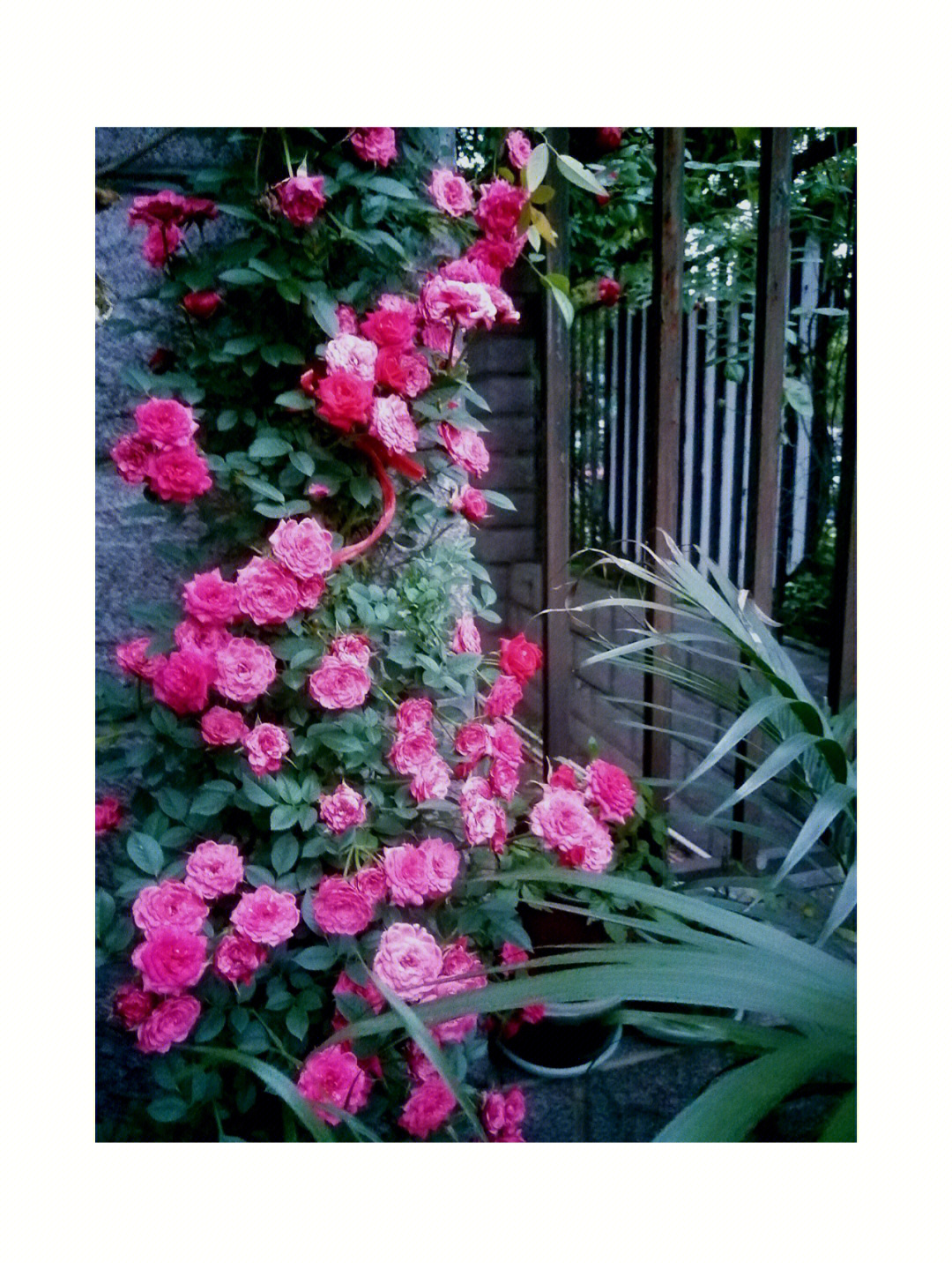 hydrangea花语图片