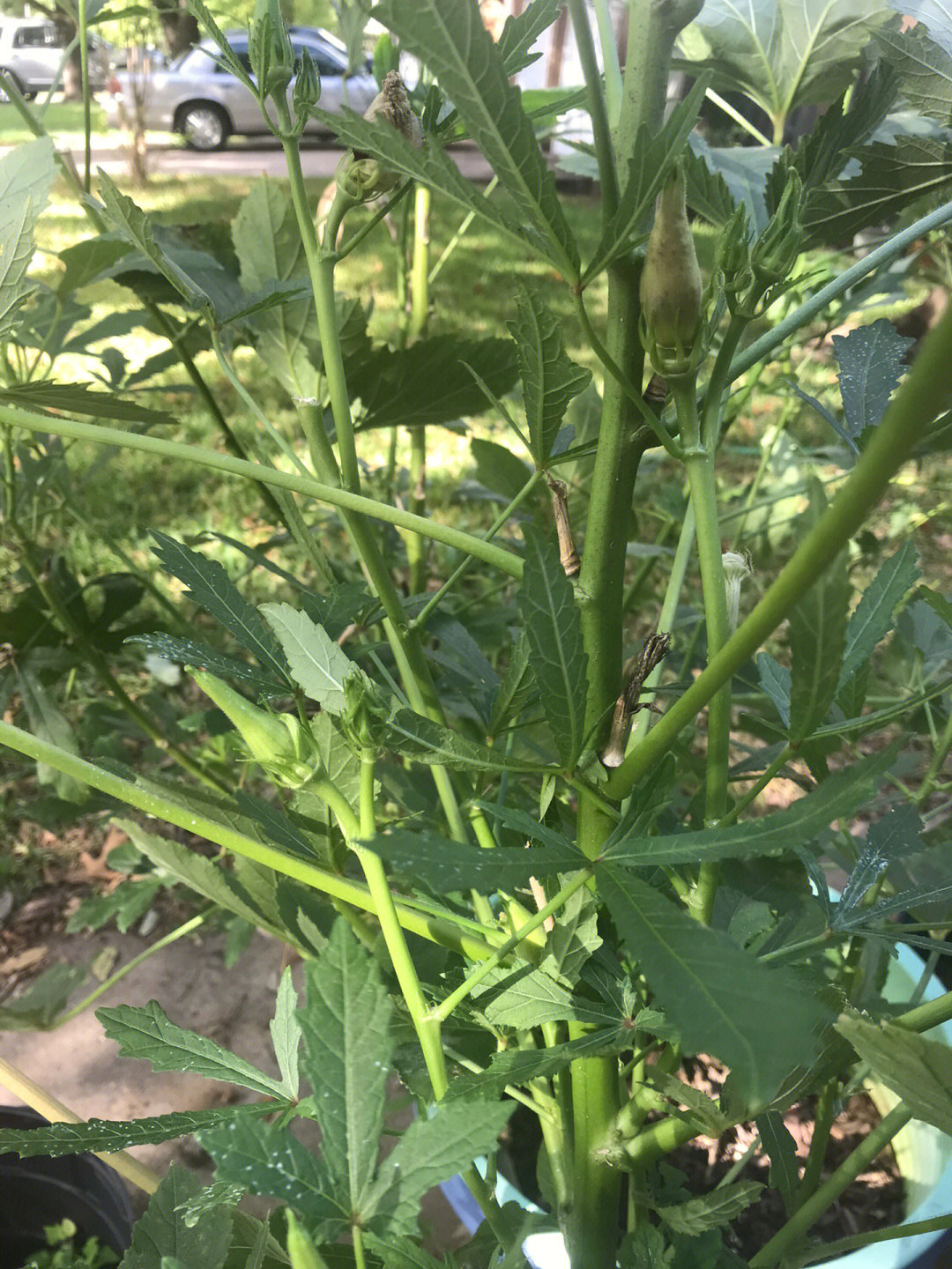 4颗花盆里的秋葵,供了我从夏天的6月一直到今天11月的秋葵,一度吃不了