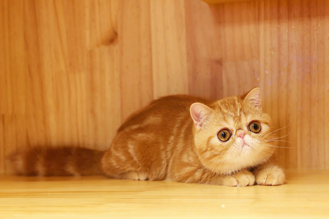 虎斑纹加菲猫图片