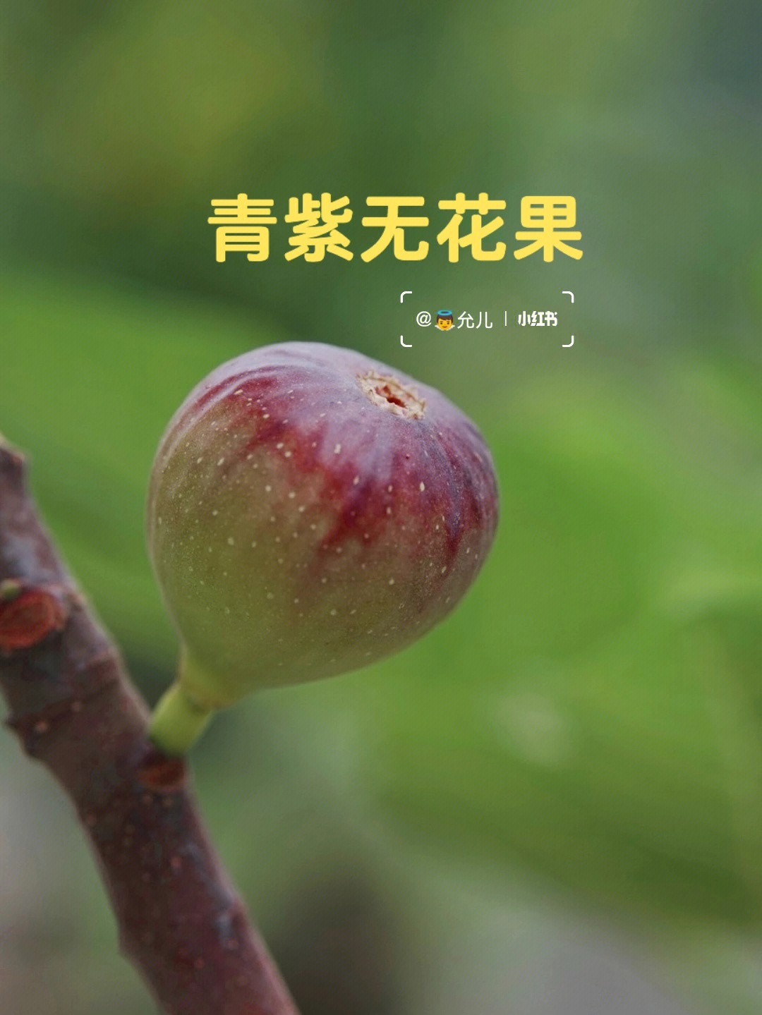 青紫无花果成熟