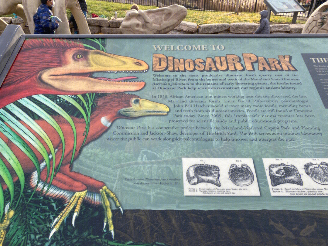 dmv之dinosaurpark找恐龙07化石