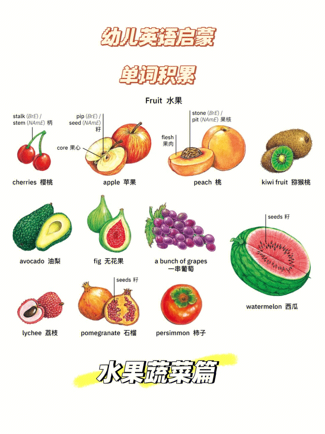 100种水果英语单词图片