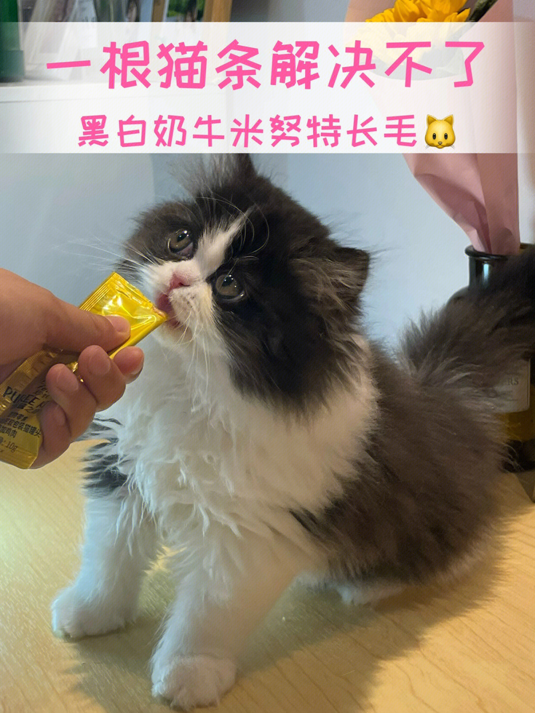 黑白条纹长毛猫图片