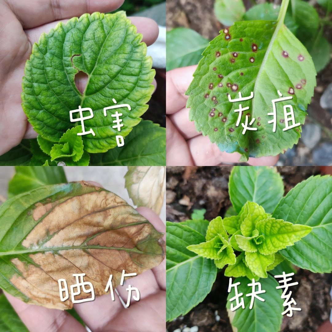 绣球花常见病图片