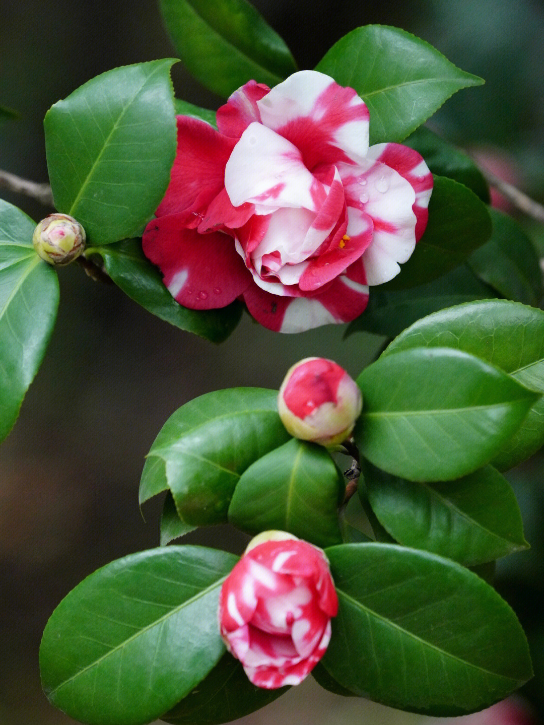 春茶花简谱图片