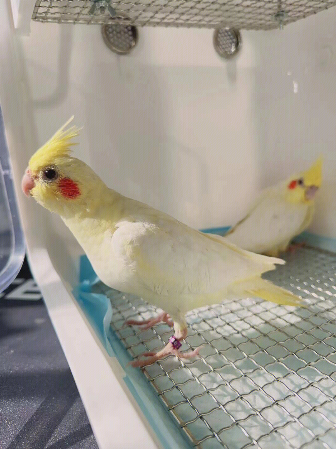 出精养手养玄凤黄化玄凤鹦鹉