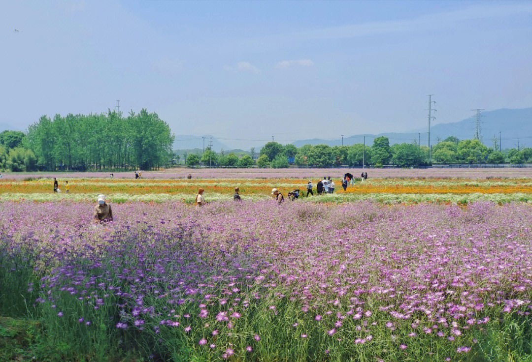 荻浦花海图片