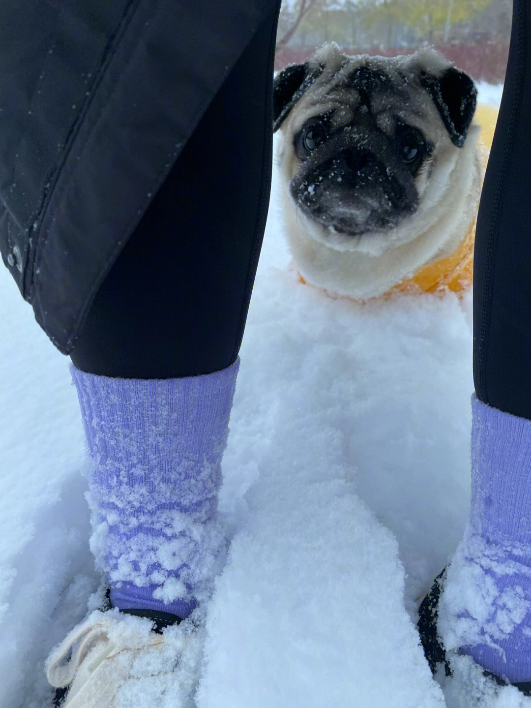 玩了第一波雪的小狗