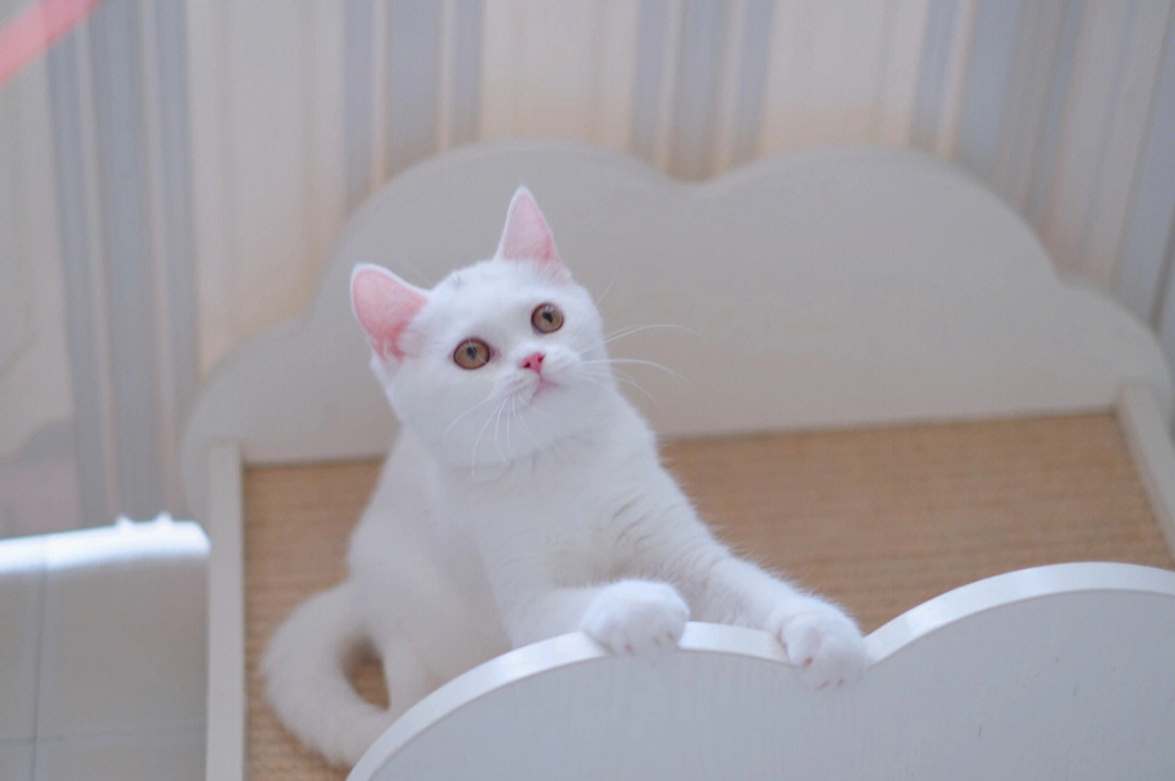 纯白猫的品种图片